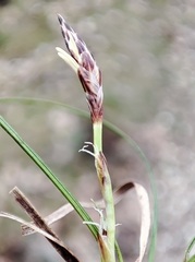 Carex humilis