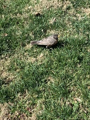 Turdus migratorius