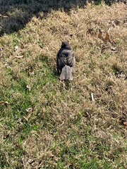 Turdus migratorius