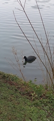 Fulica atra