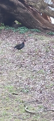 Gallinula chloropus