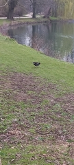 Gallinula chloropus