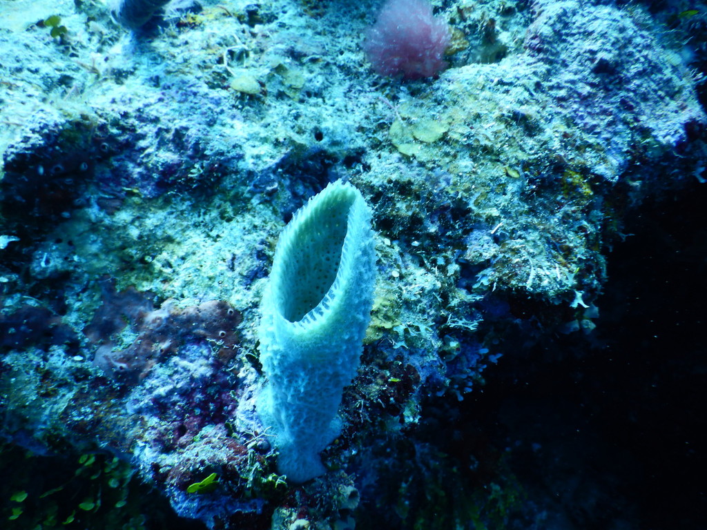 Pink Vase Sponge