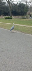 Ardea cinerea