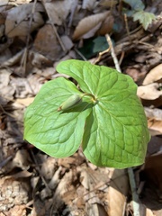 Trillium erectum