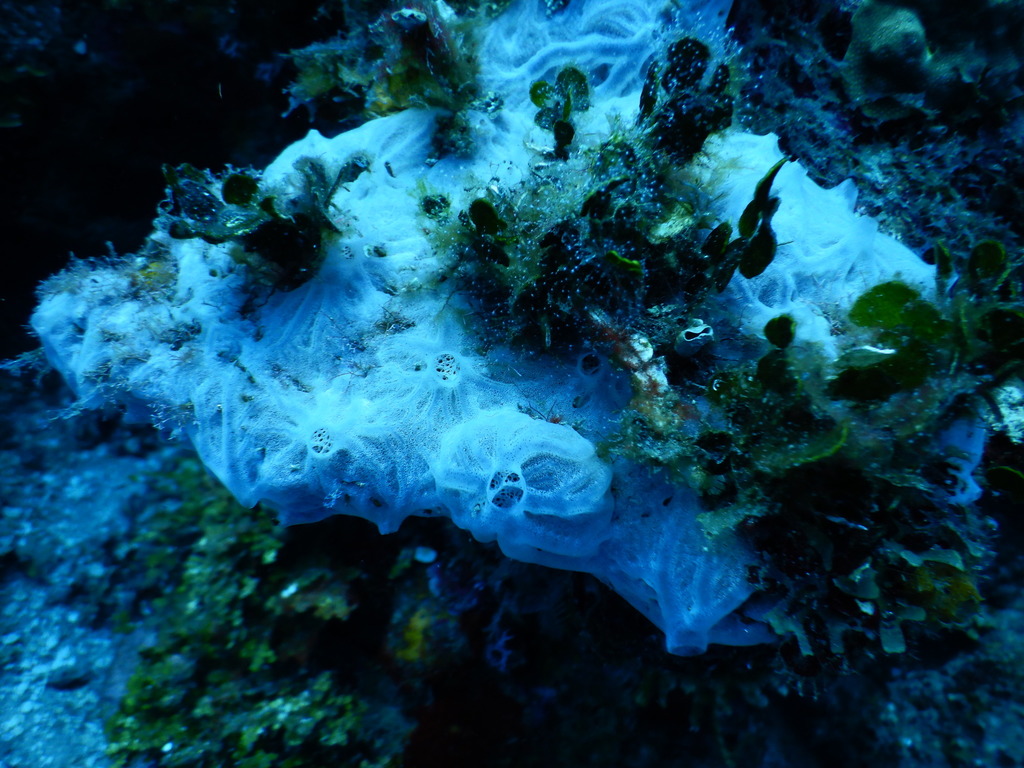 Clathria venosa