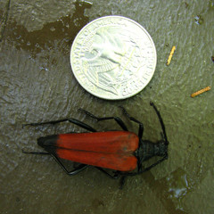 Stenelytrana emarginata
