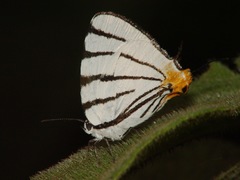 Arawacus leucogyna