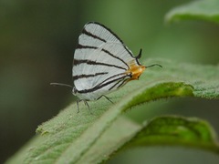Arawacus leucogyna