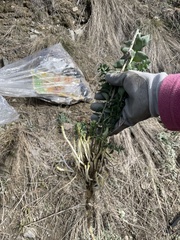 Linaria dalmatica dalmatica