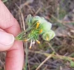 Schizomyia macrofila