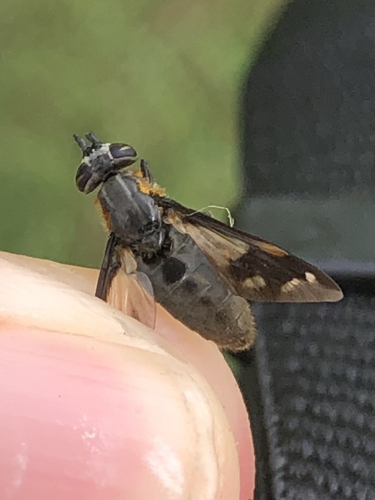 Chrysops obliquefasciatus
