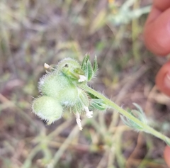 Schizomyia macrofila