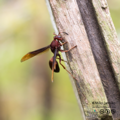 Polistes tenebricosus