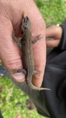 Lepidophyma tuxtlae