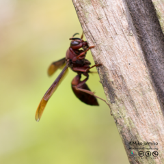 Polistes tenebricosus