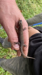 Lepidophyma tuxtlae