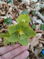 Helleborus odorus