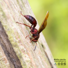 Polistes tenebricosus