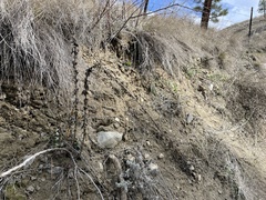 Linaria dalmatica dalmatica