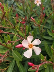 Nerium oleander