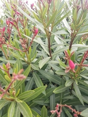 Nerium oleander