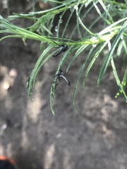 Lestomyia