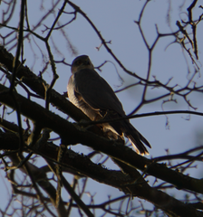 Accipiter nisus