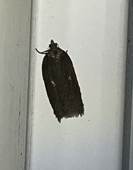 Acleris bowmanana