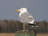 American Herring Gull - Photo (c) Guy Lemelin, some rights reserved (CC BY-NC), uploaded by Guy Lemelin