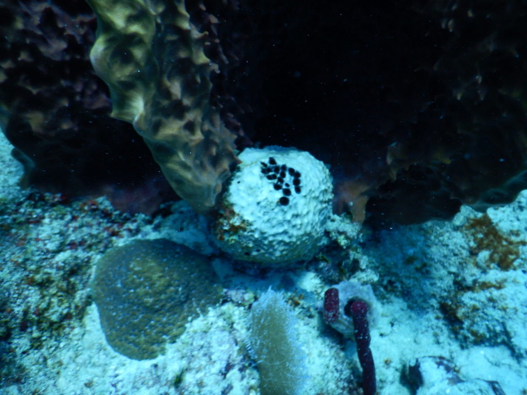 Black-ball Sponge