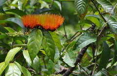 Combretum rotundifolium