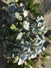 Arctotheca populifolia