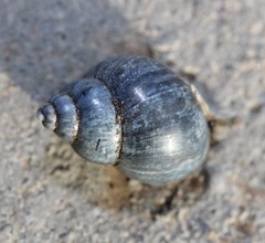 Bithynia tentaculata