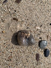 Pseudodistoma crucigaster