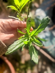 Baccharis latifolia
