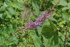 Astilbe rubra
