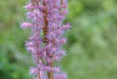 Astilbe rubra
