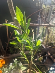 Baccharis latifolia