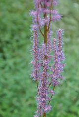 Astilbe rubra