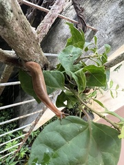 Phyllocaulis boraceiensis