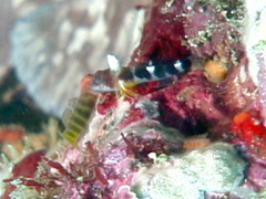 Tigrigobius saucrus