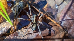 Trochosa sepulchralis