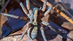 Trochosa sepulchralis