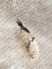 Sympherobius barberi