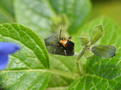 Horciasinus argentinus