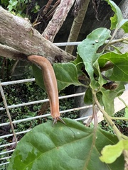 Phyllocaulis boraceiensis