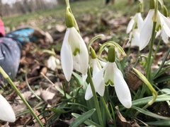 Galanthus nivalis