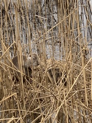 Myocastor coypus