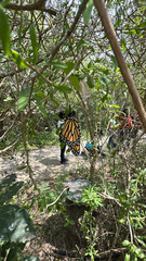 Danaus plexippus